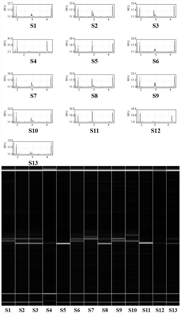 A method for constructing Torreya est-ssr primer and variety fingerprint