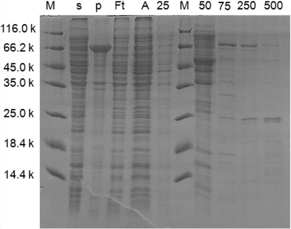 Recombinant nitrite reductase and construction method thereof