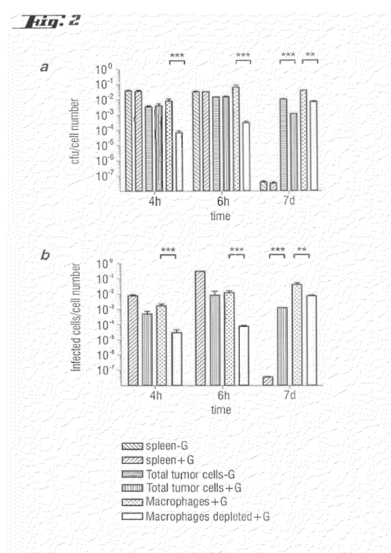 Non-pathogenic and/or attenuated bacteria capable of inducing apoptosis in macrophages, process of manufacturing and uses thereof