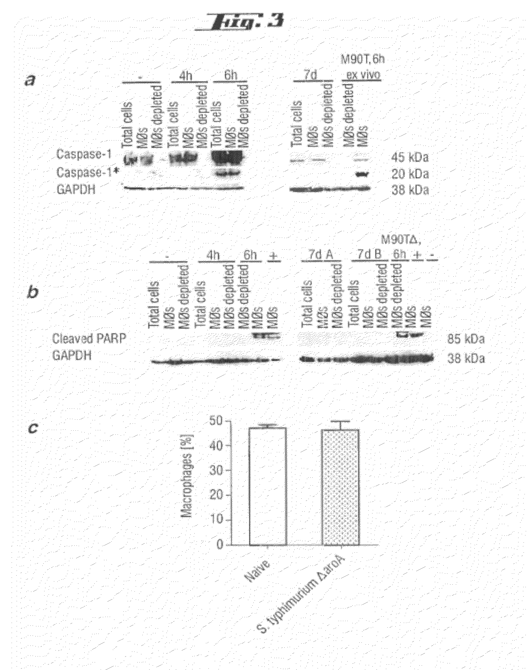 Non-pathogenic and/or attenuated bacteria capable of inducing apoptosis in macrophages, process of manufacturing and uses thereof