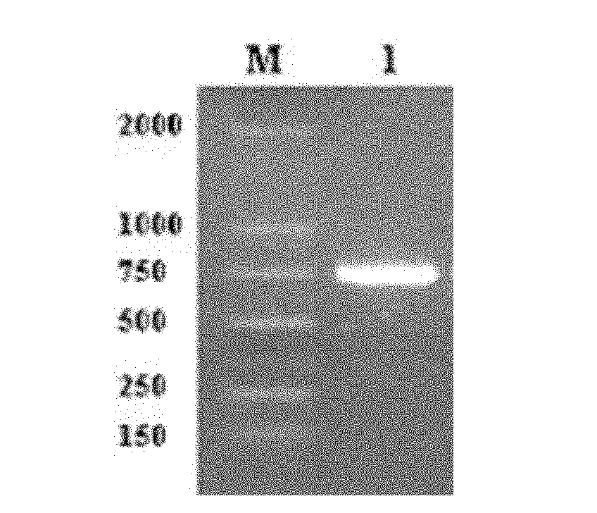 Antigenically-changed enterotoxin C2 mutant, coding gene thereof, preparation thereof and application thereof
