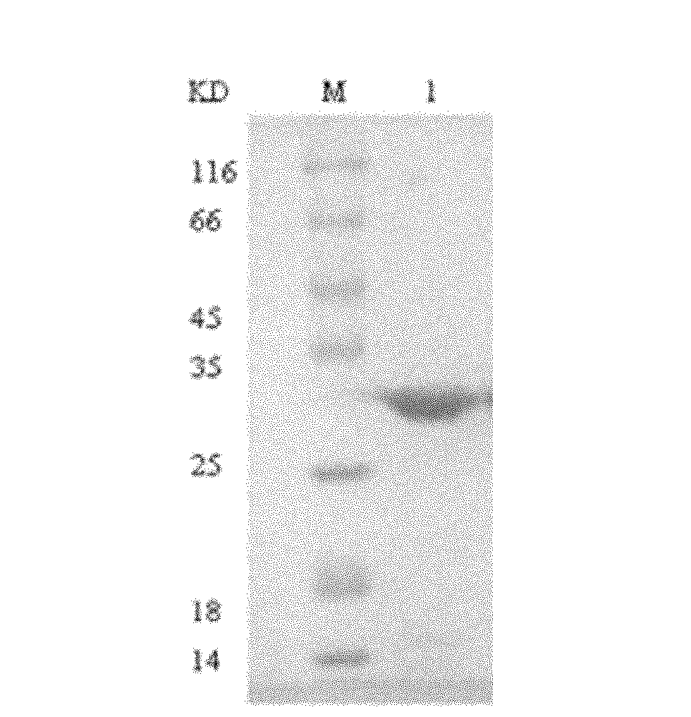 Antigenically-changed enterotoxin C2 mutant, coding gene thereof, preparation thereof and application thereof