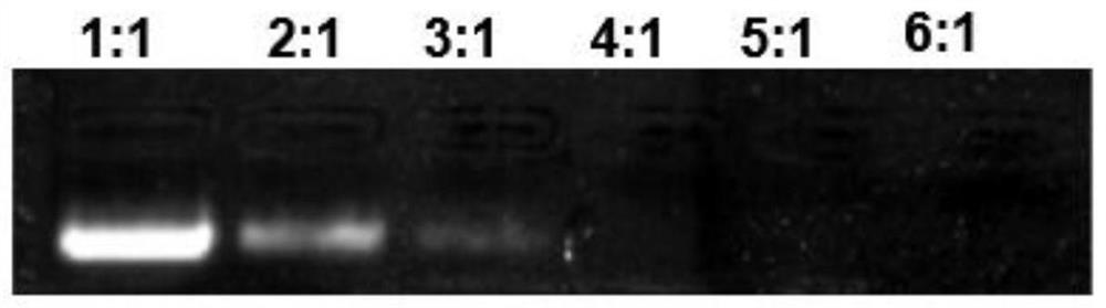 Liver targeting small nucleic acid drug sustained-release delivery system and application thereof