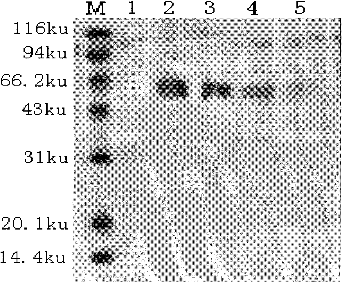 Brucella vaccine and method for preparing antigen protein used for same