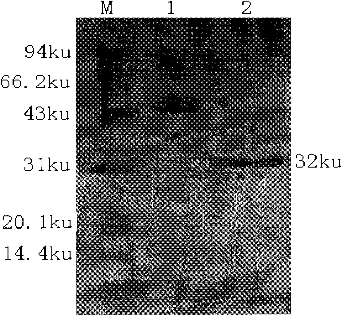 Brucella vaccine and method for preparing antigen protein used for same
