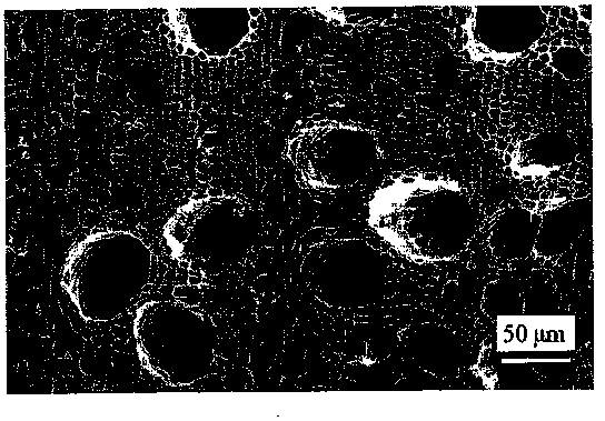 Preparation method of bionic erosion-resisting composite material enhanced phase based on rose willow