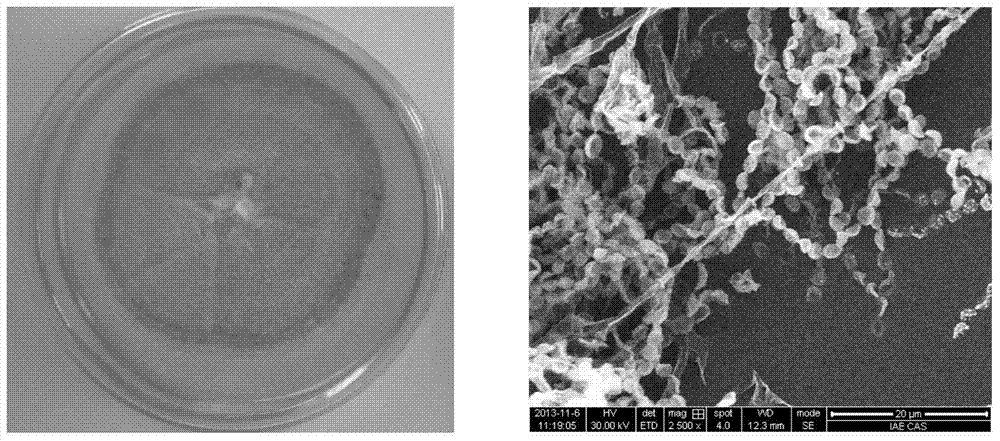 A kind of plant endophytic fungus Penicillium breenensis f4a and its application