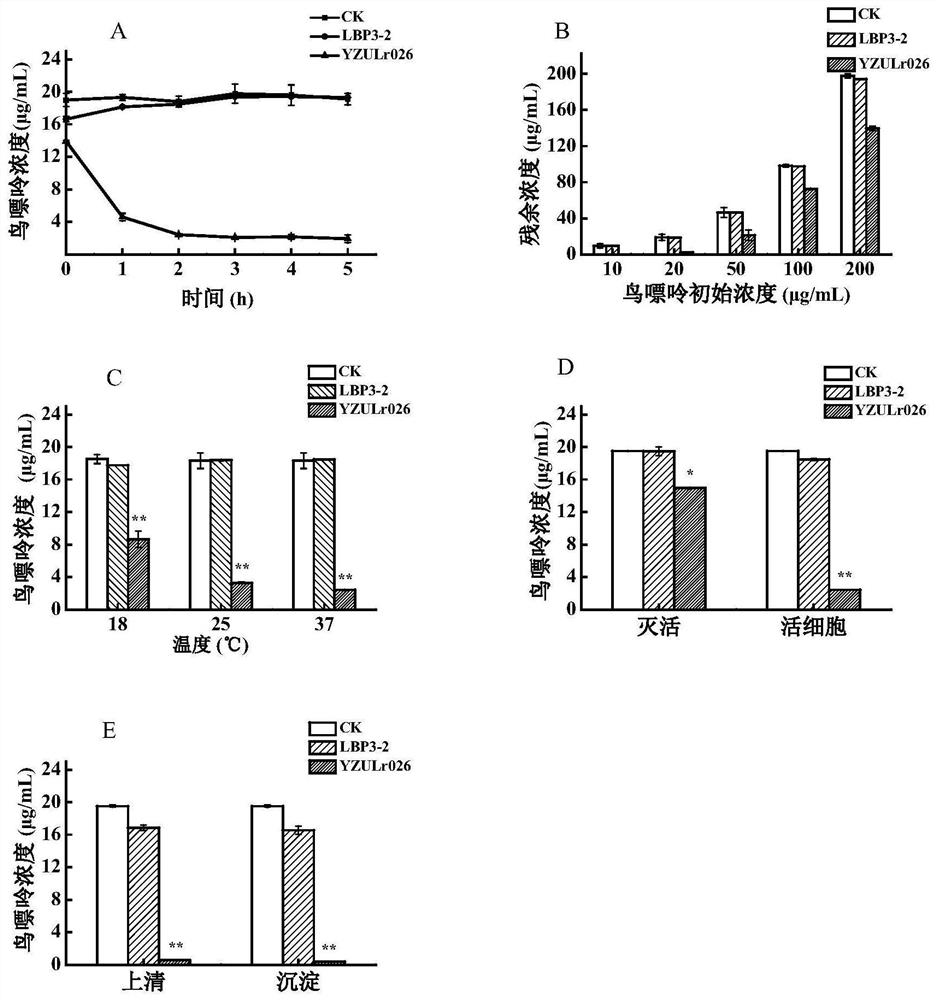 A highly efficient purine-degrading Lactobacillus rhamnosus yzulr026 and its application