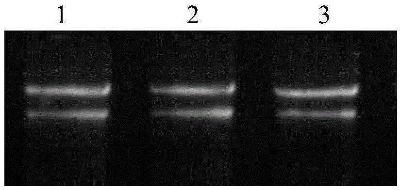 Cold resistance correlated protein from leymus chinensis, encoding gene thereof and application thereof