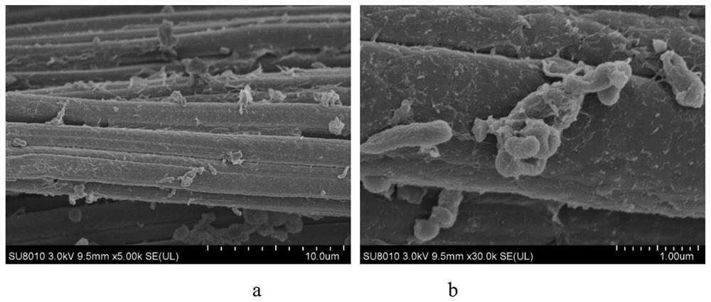 Method for electrocatalytic conversion of carbon dioxide by microorganisms