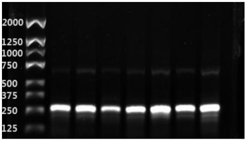 Method for detecting TH gene SNP locus related to opioid dependence and application thereof