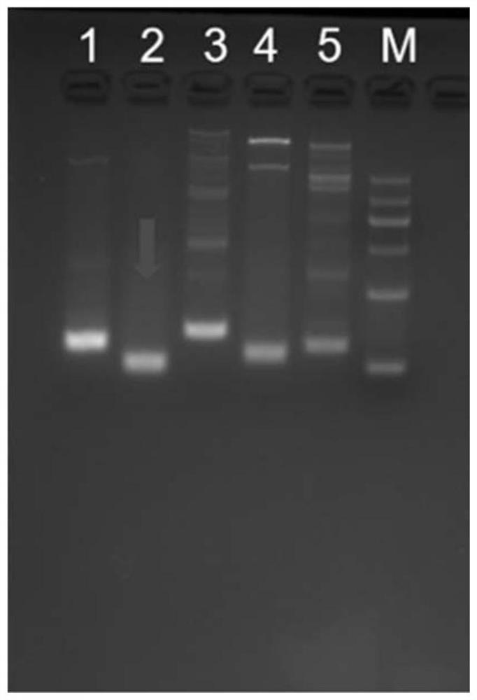 Digital PCR detection method for human PIK3CA gene mutation and application