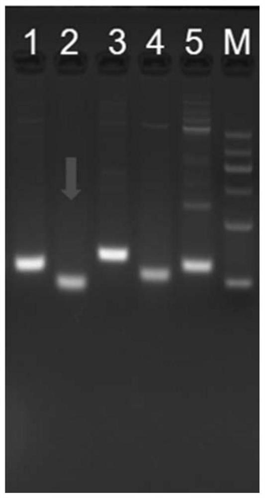 Digital PCR detection method for human PIK3CA gene mutation and application