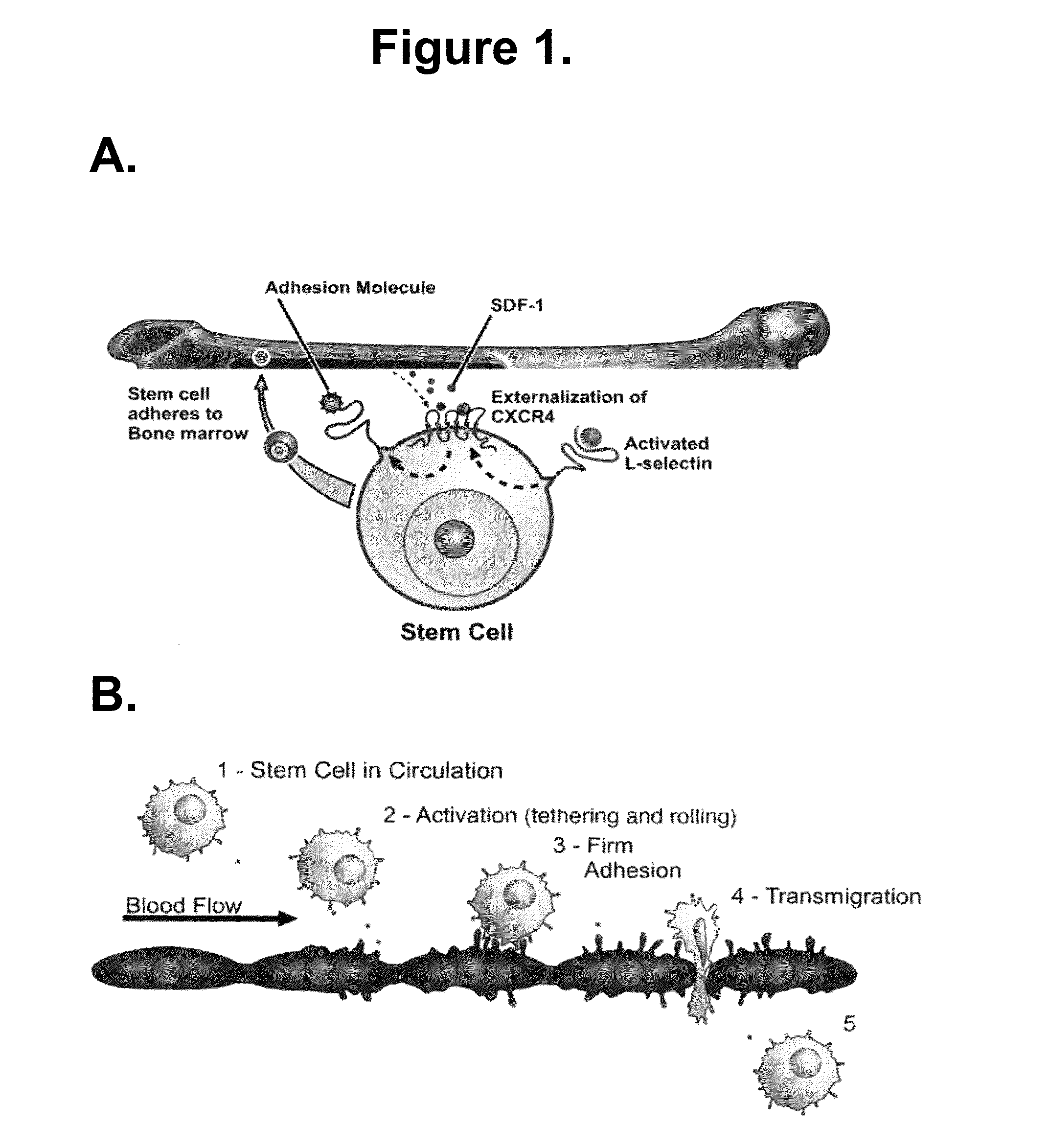 Methods and compositions for enhancing stem cell mobilization