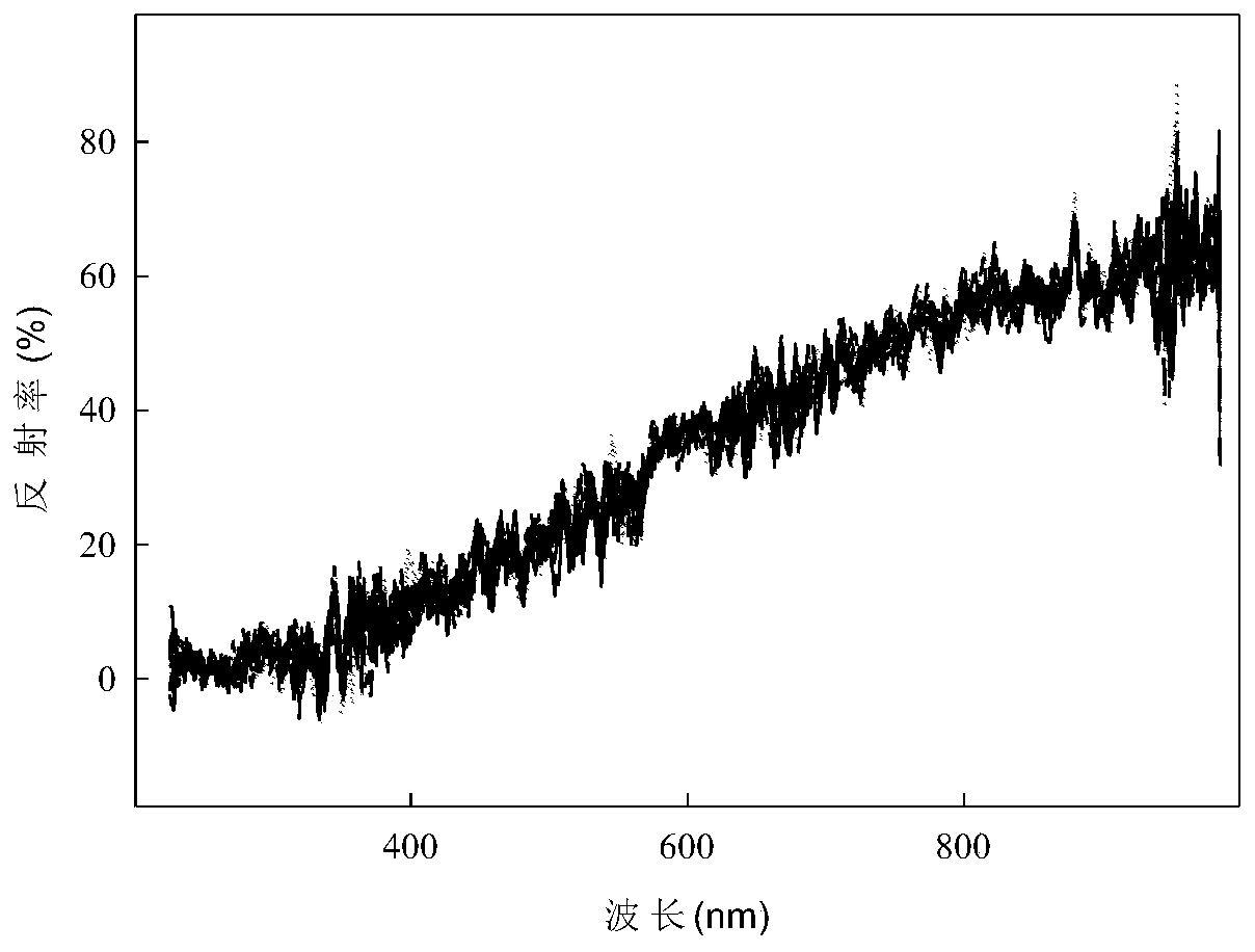 Method for determining accumulation rate of shellfish cultured blue carbon in sediment