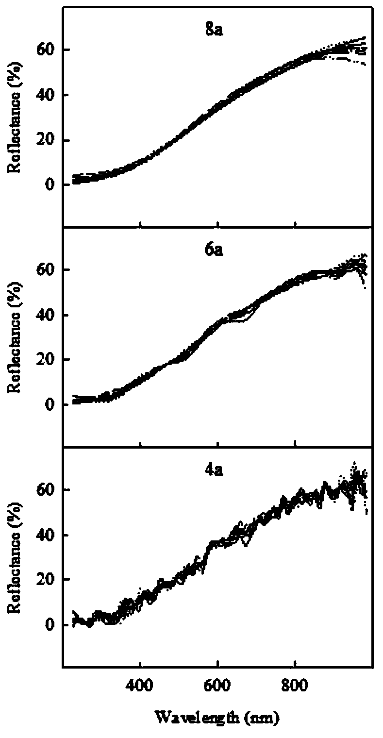 Method for determining accumulation rate of shellfish cultured blue carbon in sediment