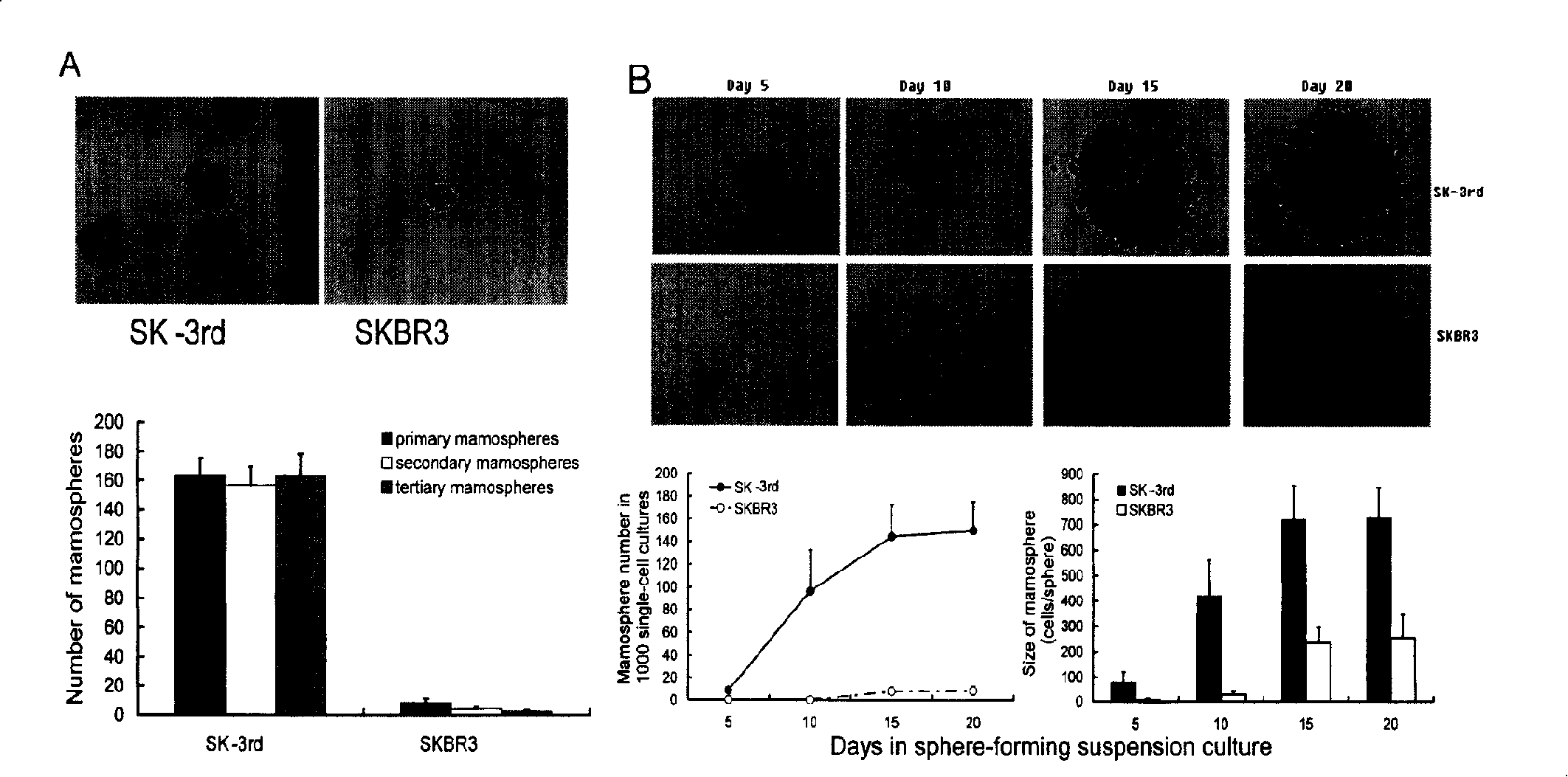 Human breast cancer cell line SK-3rd and construction method thereof