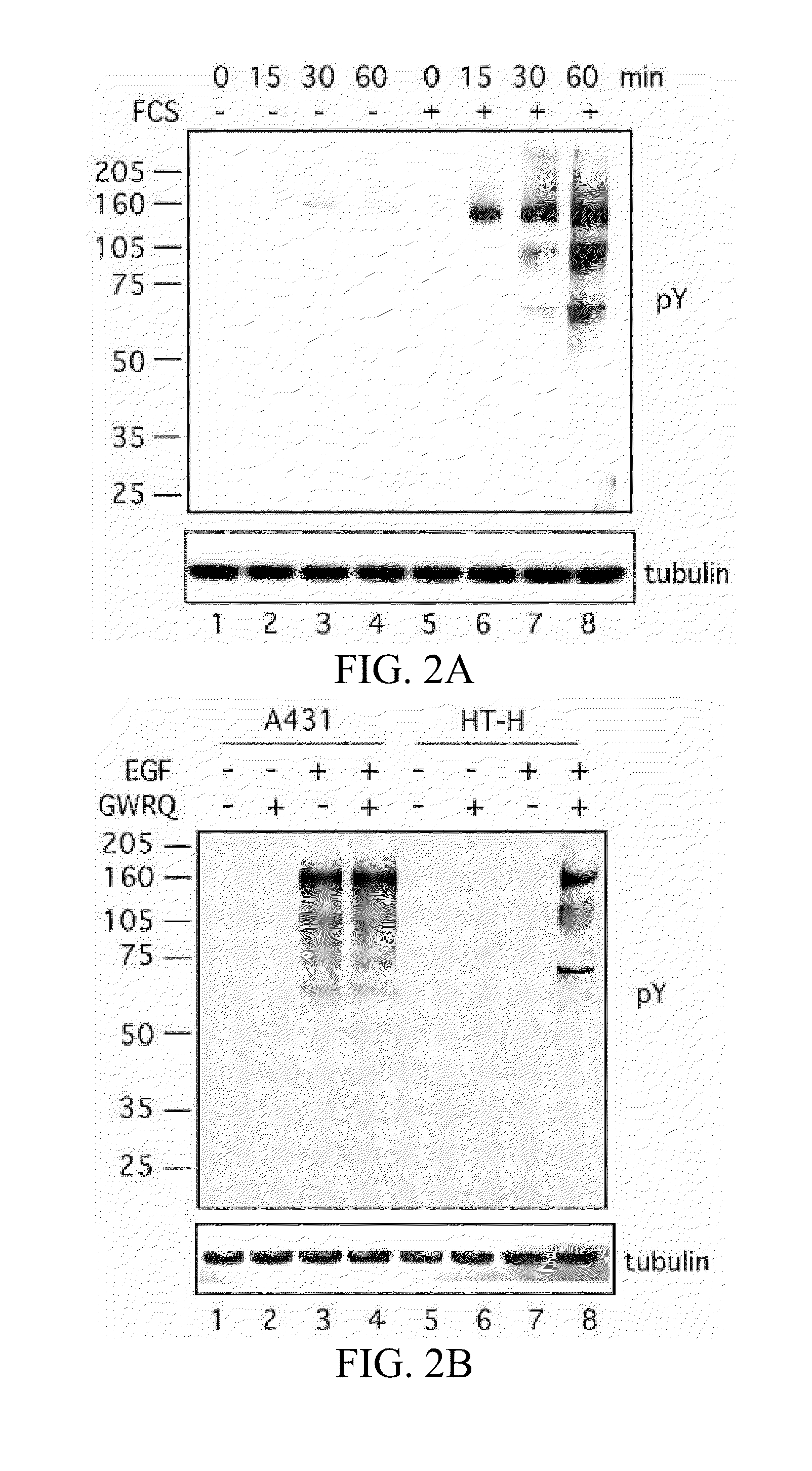 Trophinin-binding peptides and uses thereof