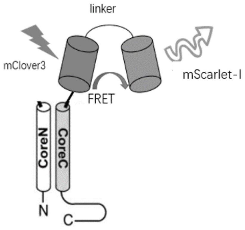 A FRET-based fusion protein, fluorescent nanoparticles and applications thereof