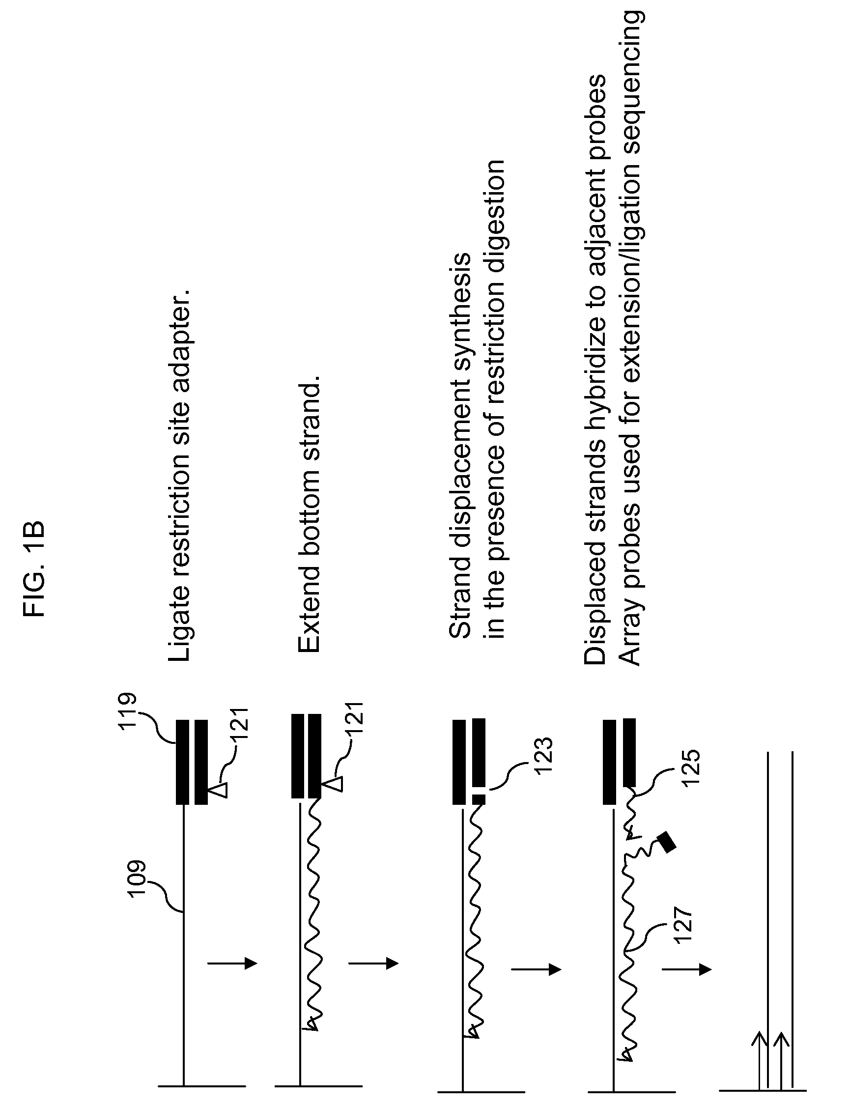Locus specific amplification using array probes