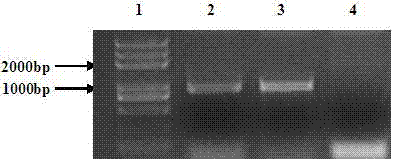 Rice moderate leaf-rolling mutator RL14 and application thereof