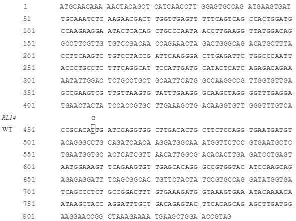 Rice moderate leaf-rolling mutator RL14 and application thereof