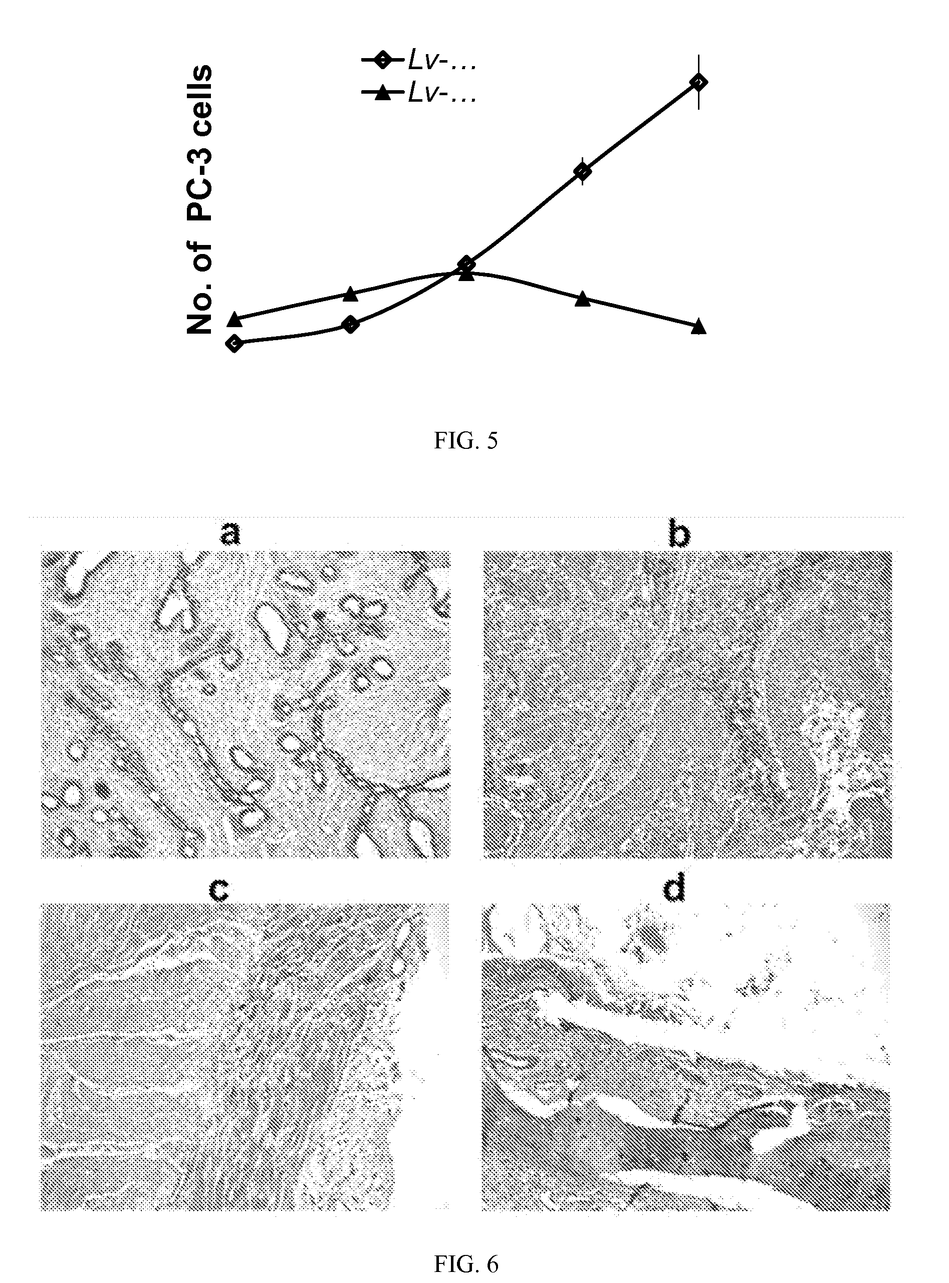 Use of human nlk gene and associated drugs thereof