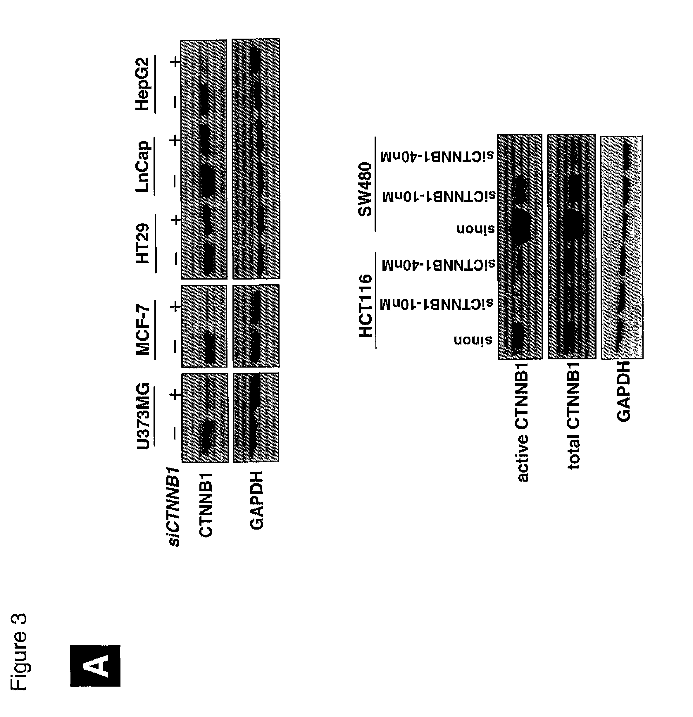 Gene expression signature for wnt/b-catenin signaling pathway and use thereof