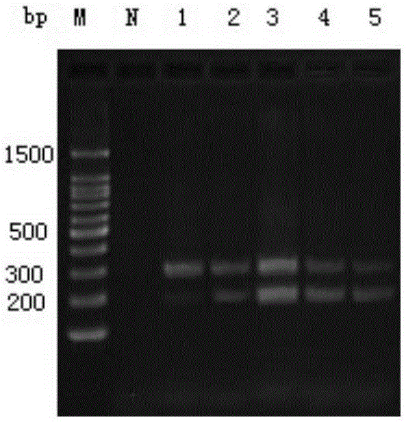 Duck Flavovirus and Duck Circovirus Duplex RT-PCR Detection Kit