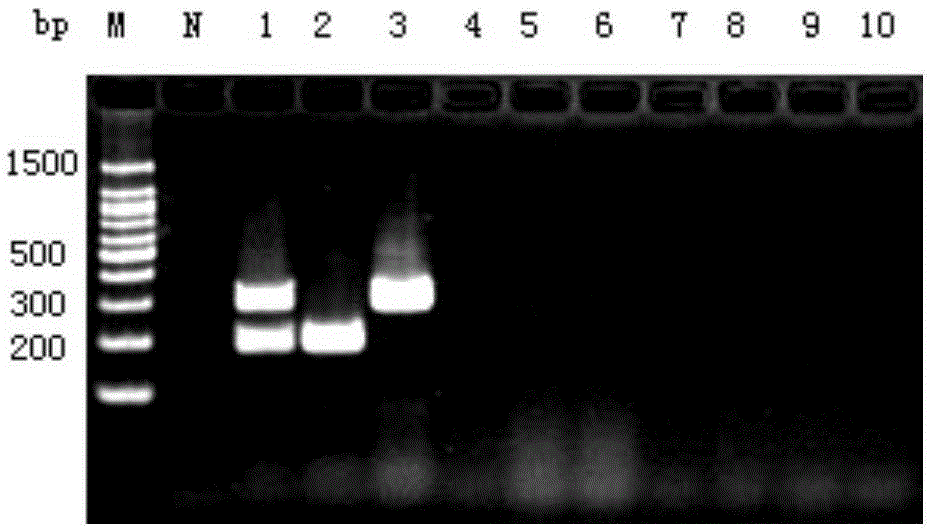 Duck Flavovirus and Duck Circovirus Duplex RT-PCR Detection Kit