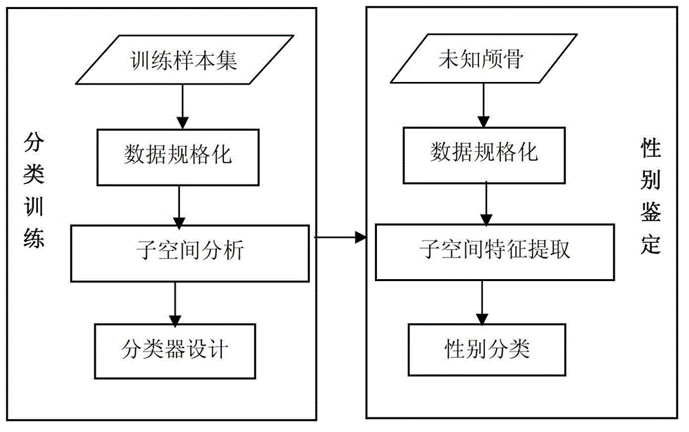 Skull sex determining method based on spatial analysis