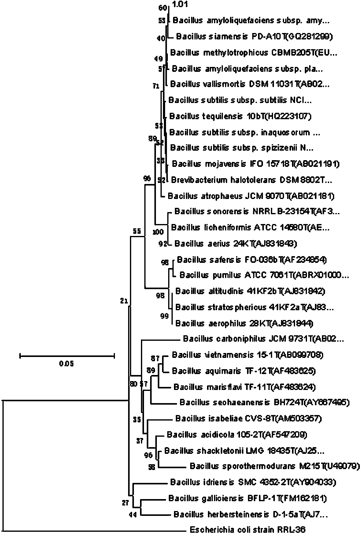 Bacterium-enzyme combined preparation containing bacillussubtilis strain xp and application of bacterium-enzyme combined preparation in accelerating starch degradation in tobacco sheet