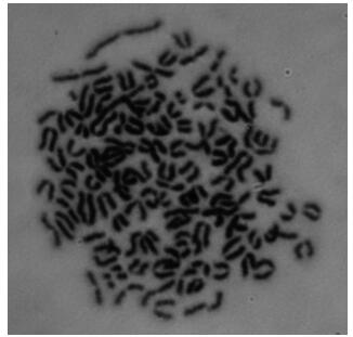 Core-shell gold-platinum alloy nano immunochromatographic test paper for detecting tenuazonic acid