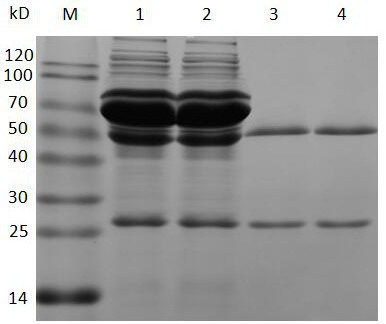 Core-shell gold-platinum alloy nano immunochromatographic test paper for detecting tenuazonic acid