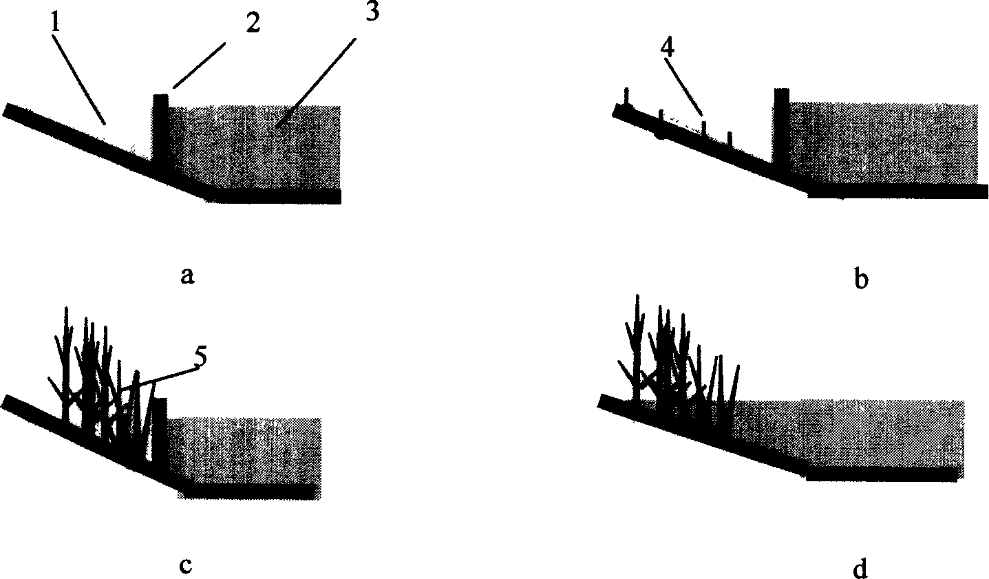 Method for building up water's edge with reeds