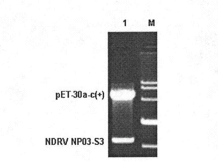 Novel duck reovirus recombinant sigma B protein antigen, preparation method and application