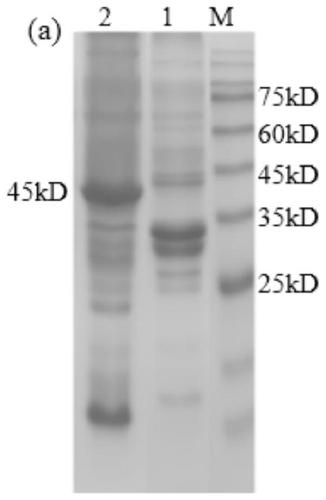 Method for kluyveromyces lactis eukaryotic expression of nitrite reductase gene in lactobacillus plantarum