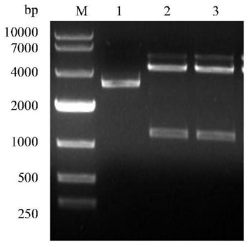 A kind of porcine circovirus type 2 antigen purification and concentration method