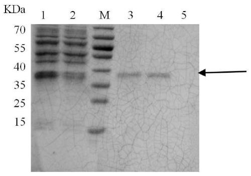 A kind of porcine circovirus type 2 antigen purification and concentration method