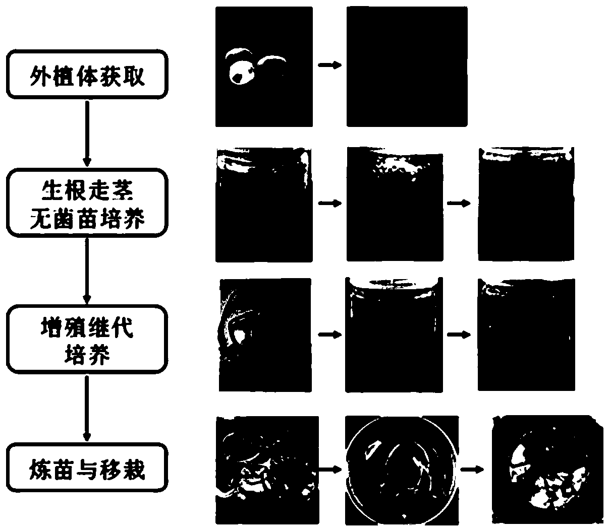 Method for culturing and rapidly propagating tissue culture seedlings of lotus