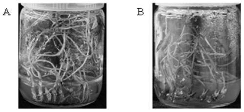 Method for culturing and rapidly propagating tissue culture seedlings of lotus