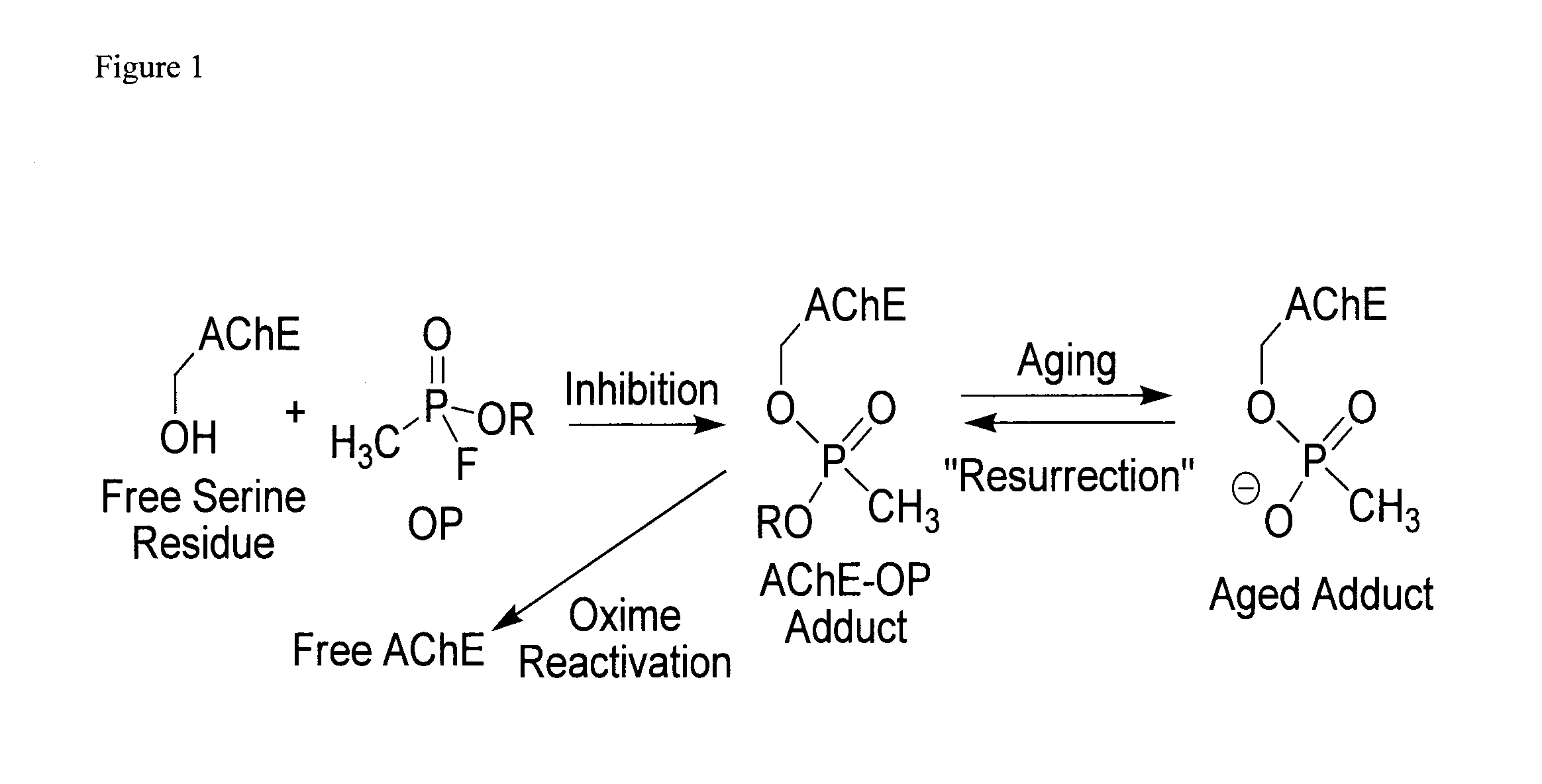 Compounds and methods to treat organophosphorus poisoning