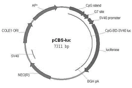 A method for detecting active demethylation of DNA