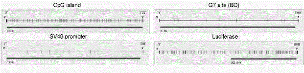 A method for detecting active demethylation of DNA