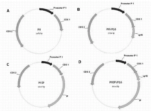 A method for detecting active demethylation of DNA