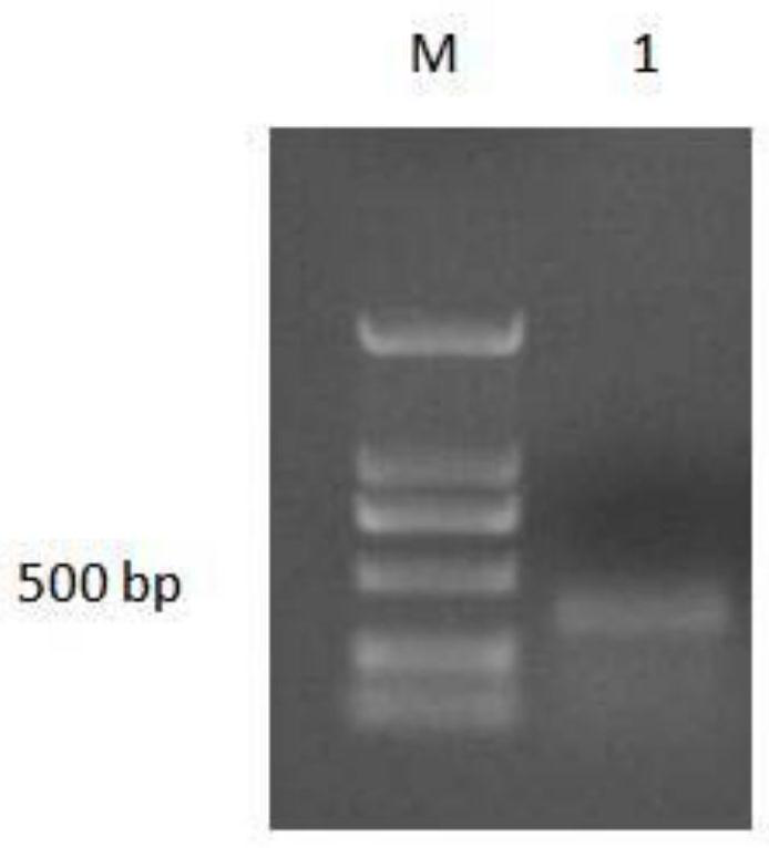 An antibacterial peptide from grouper and its application