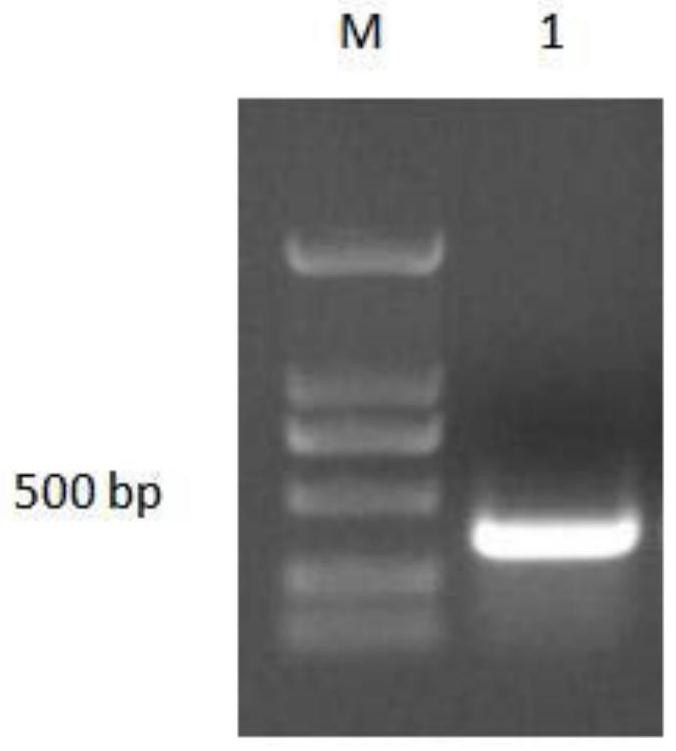 An antibacterial peptide from grouper and its application