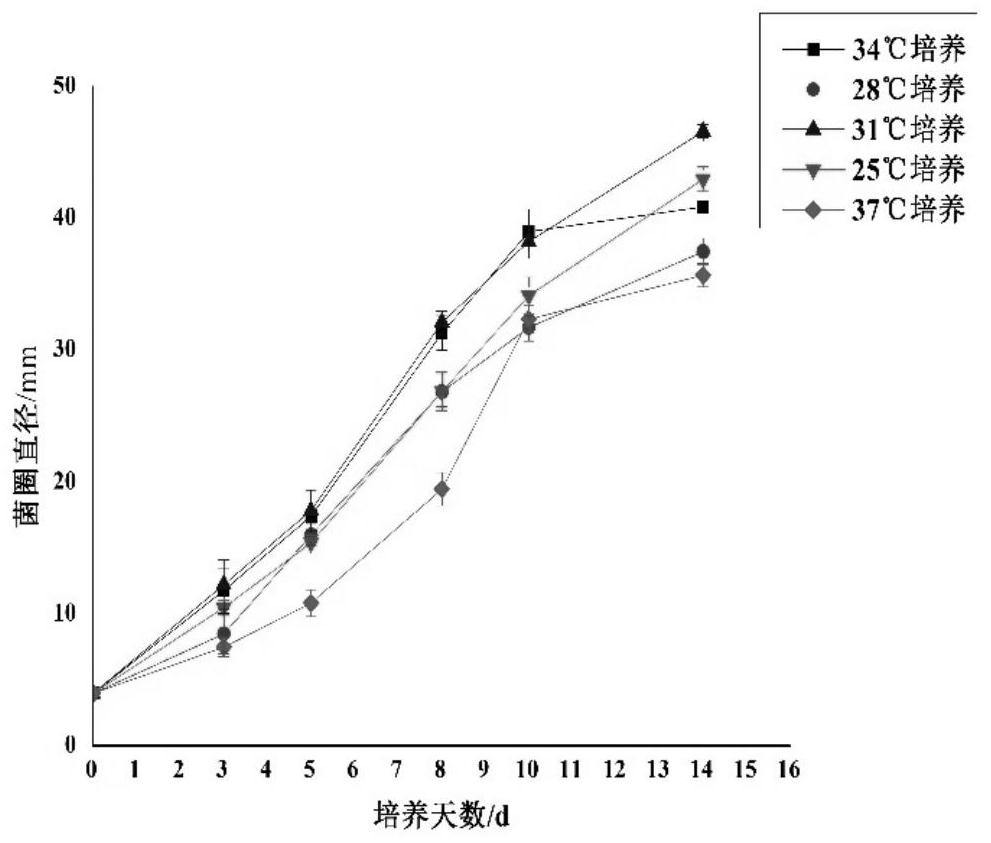 Fuzhuan brick tea making process