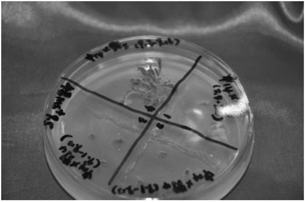 Method for obtaining sesame wild species and cultivar distant hybrid progeny through adopting immature embryo saving technology