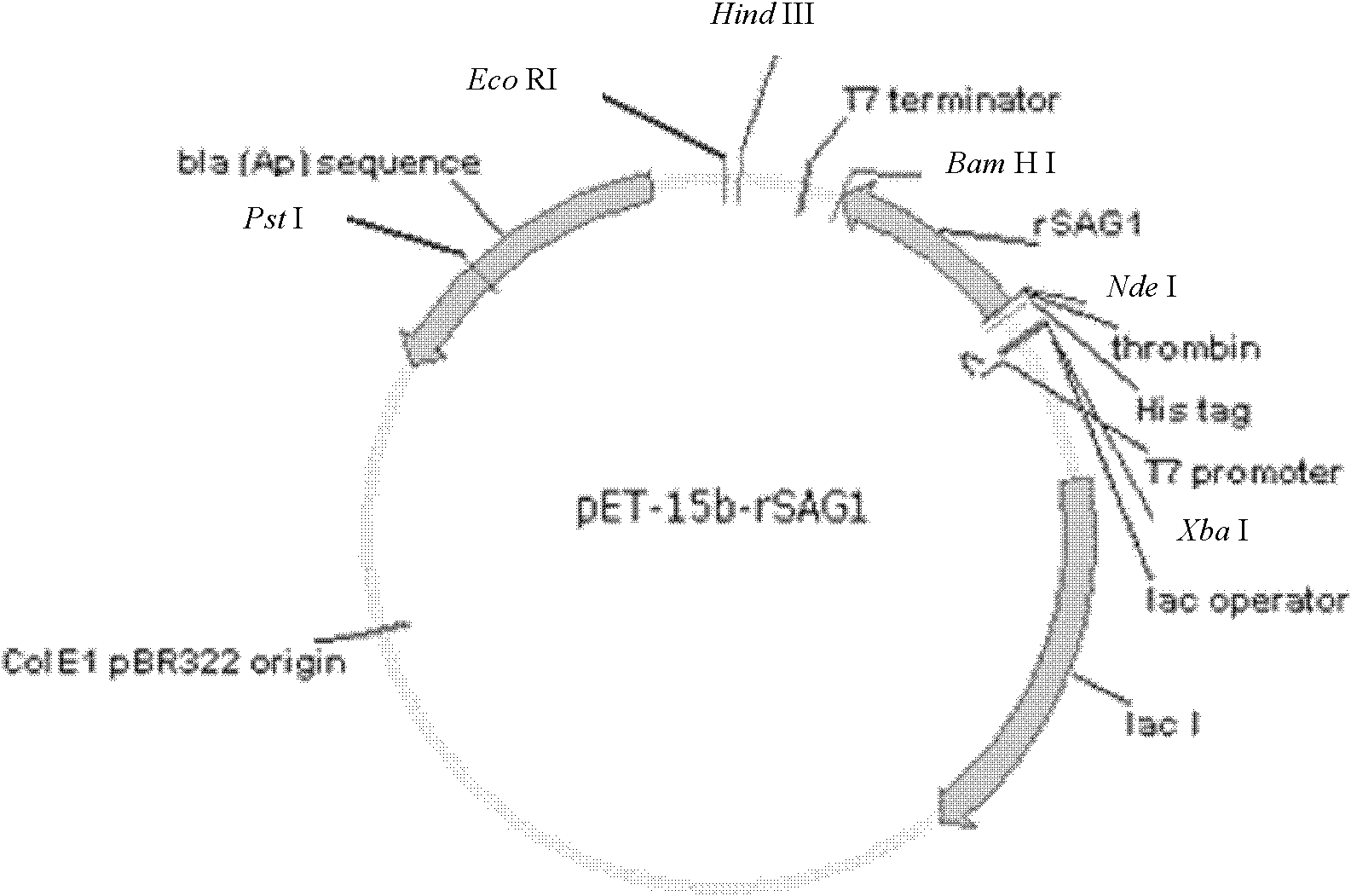 Method for detecting toxoplasma antibody